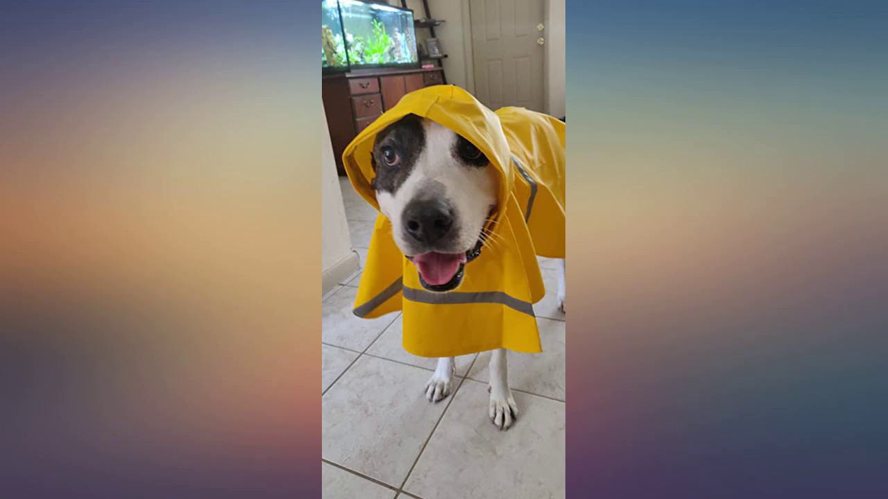 NACOCO Large Dog Raincoat Adjustable Pet Water Proof Clothes Lightweight Rain review