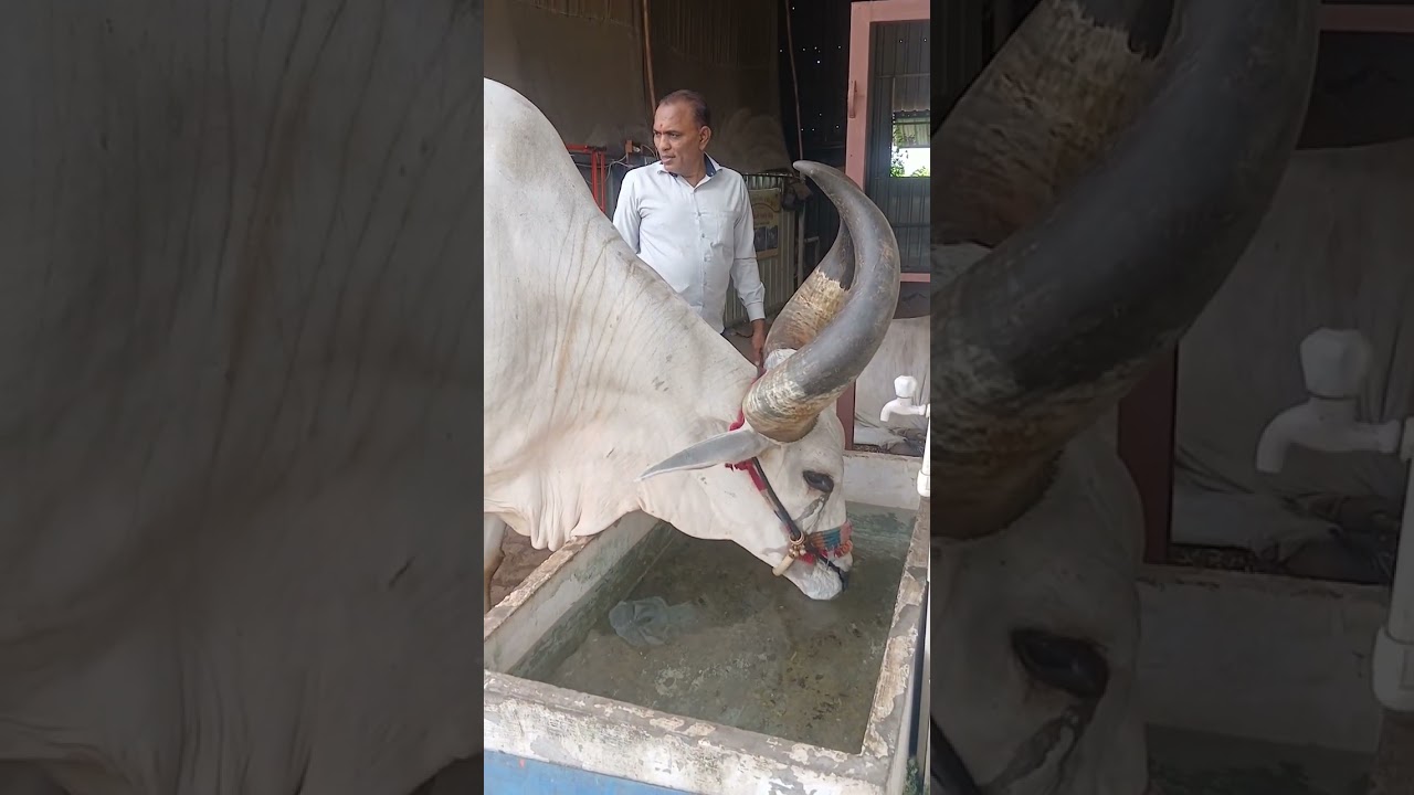 બળદ ગાડાને દૂર લઈ જવા માટે ટેમ્પામાં કેવી રીતે બળદને લઈ જઈએ અને સાથે ગાડુ પર ગૌ-કુલ ચેરીટેબલ ટ્રસ્ટ
