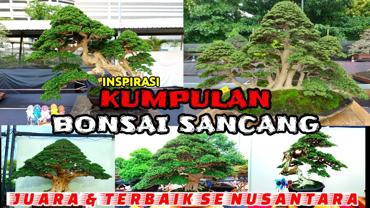 INSPIRASI BONSAI SANCANG || BONSAI JUARA DAN TERBAIK SENUSANTARA