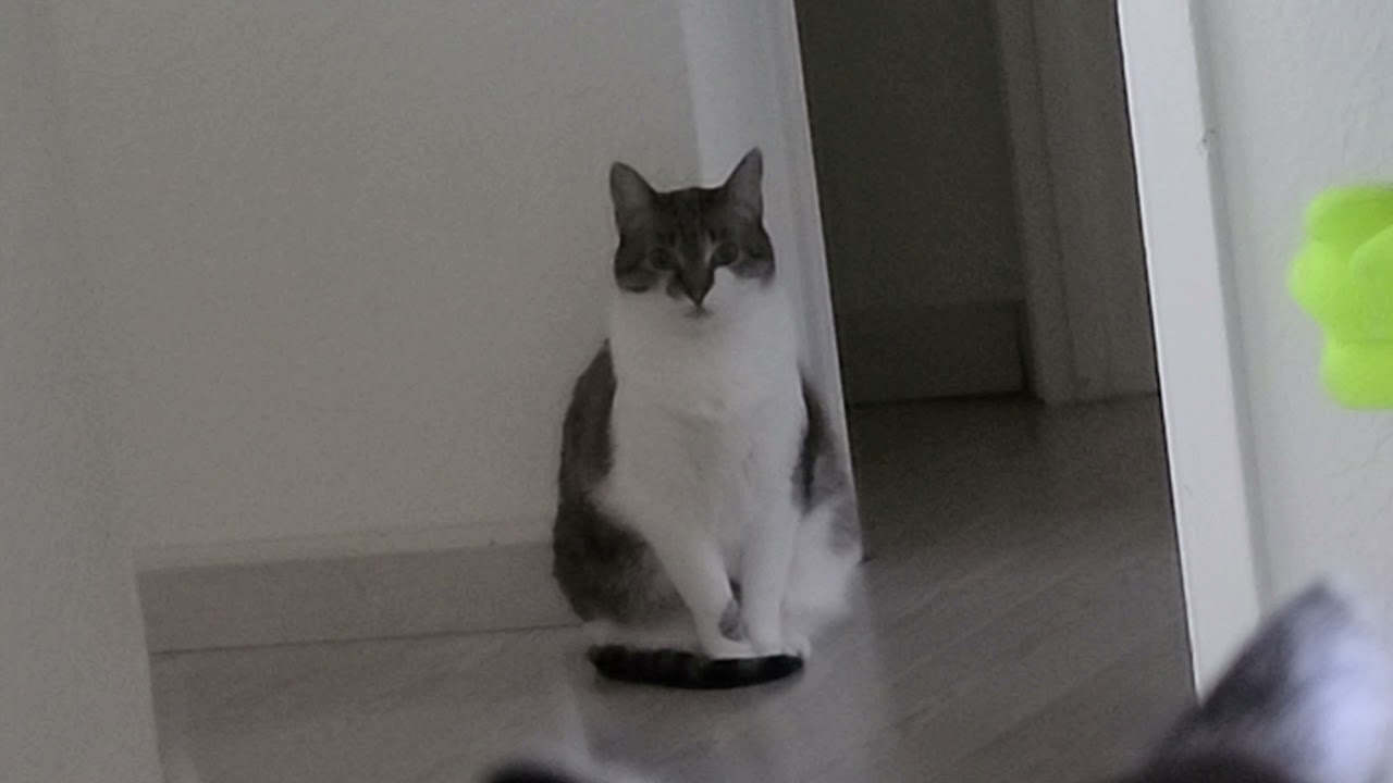 When your cat gets jealous