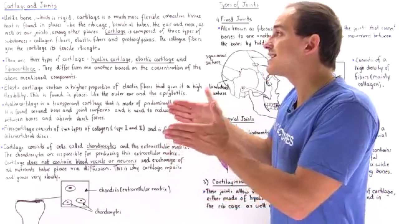 Cartilage and Joints