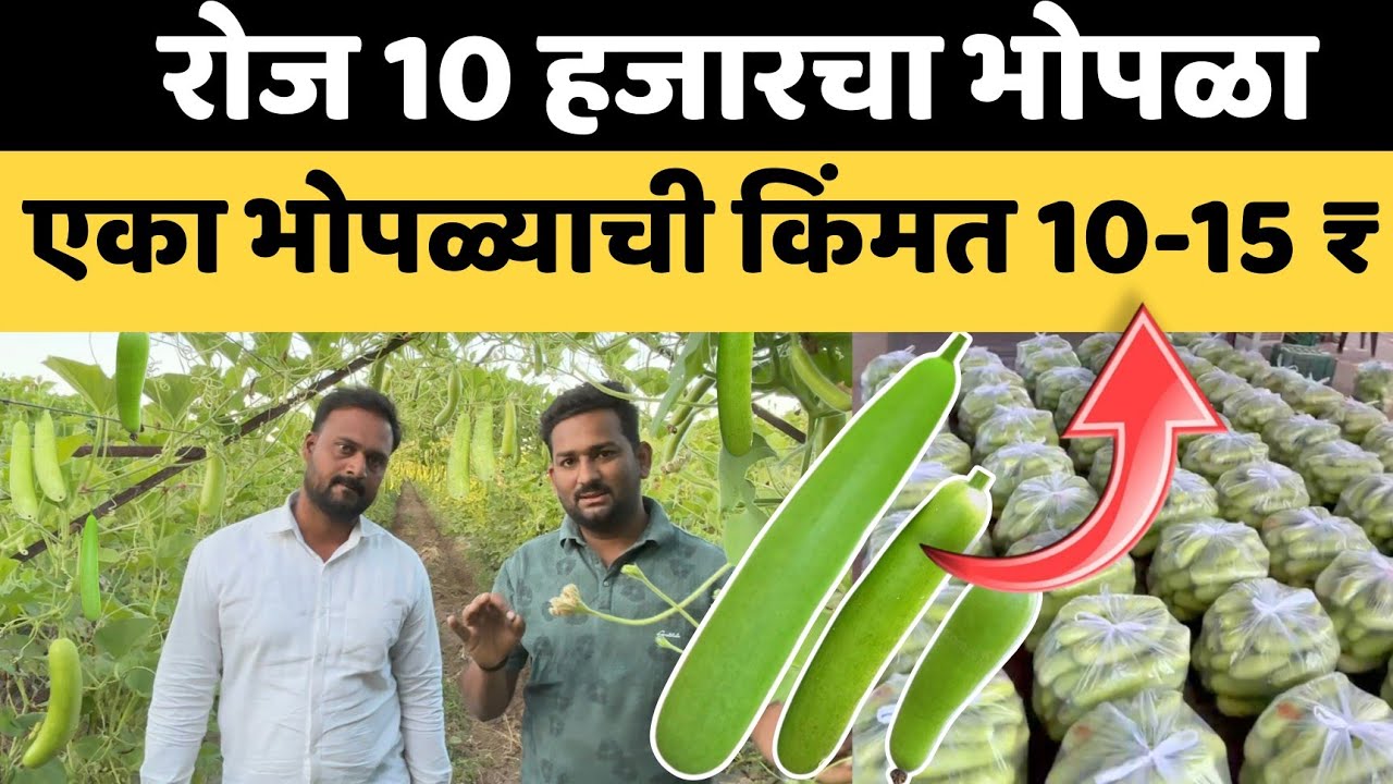 30 दिवसात 30 हजार नगाचा तोडा।2 एकरात 1 लाख नगाच टार्गेट।दुधी भोपळा लागवड