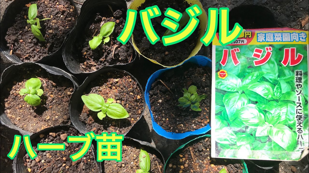 【バジル】苗を育苗　アタリヤの種　ハーブ　バジルソースを作る予定