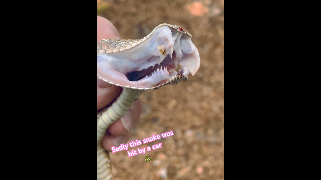 The business end of a large Rattlesnake (snake was killed by a car) 