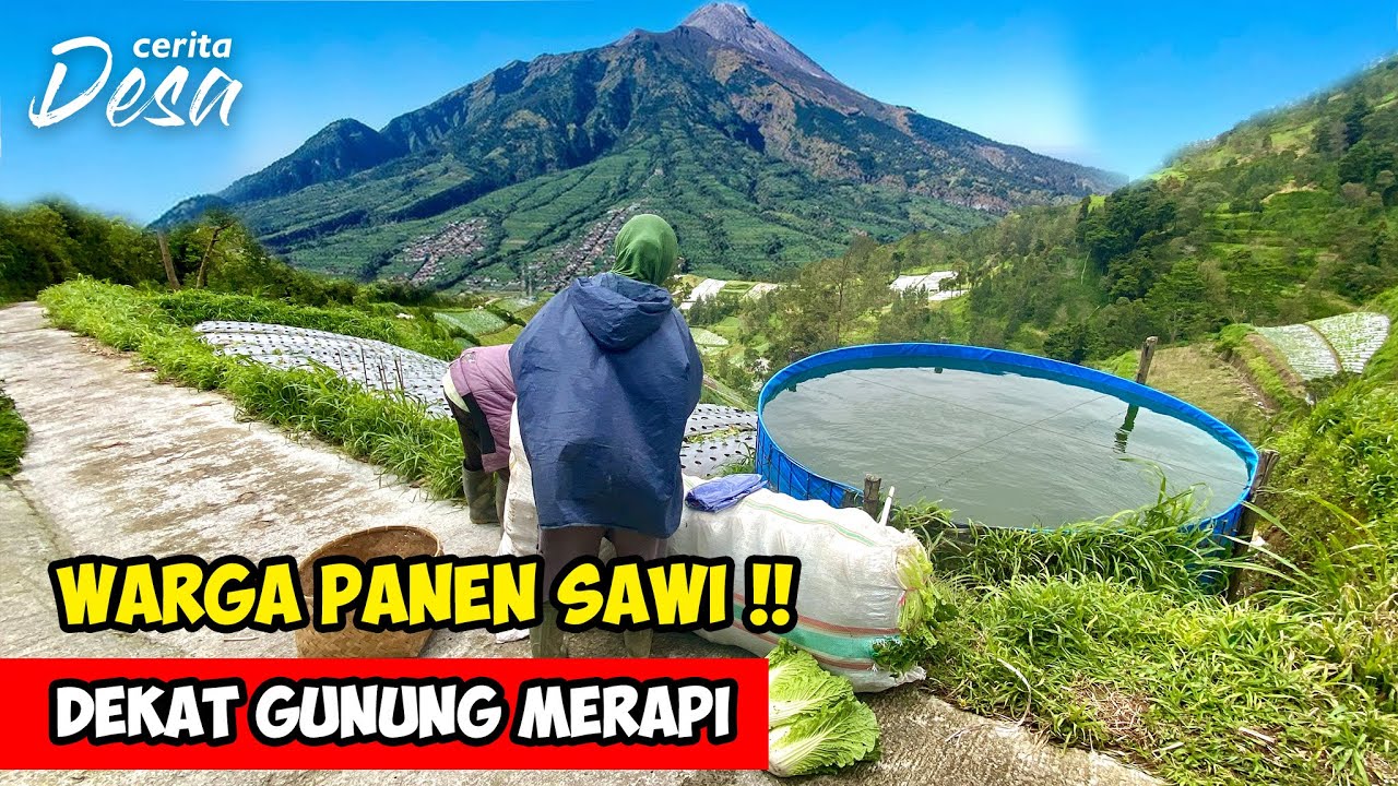 PANEN SAWI DI DEKAT GUNUNG MERAPI !! Cerita Desa Selo, Boyolali - Petualangan Alam Desaku