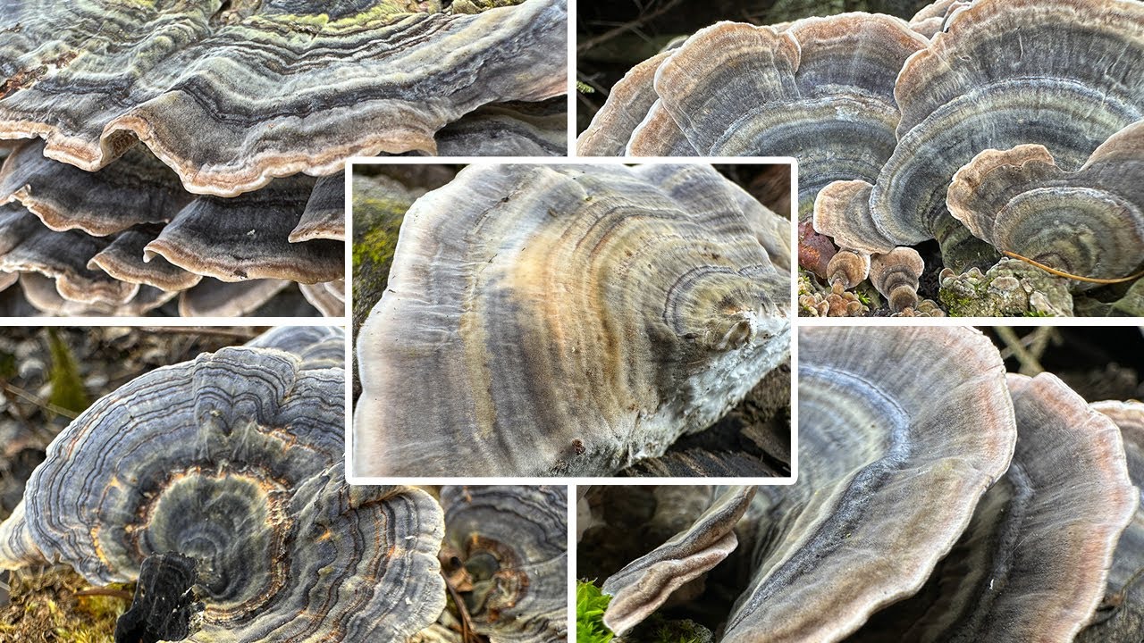 Schmetterlingstramete Wirkung | Verwechslung & Portrait | Turkey tail mushroom | Trametes versicolor