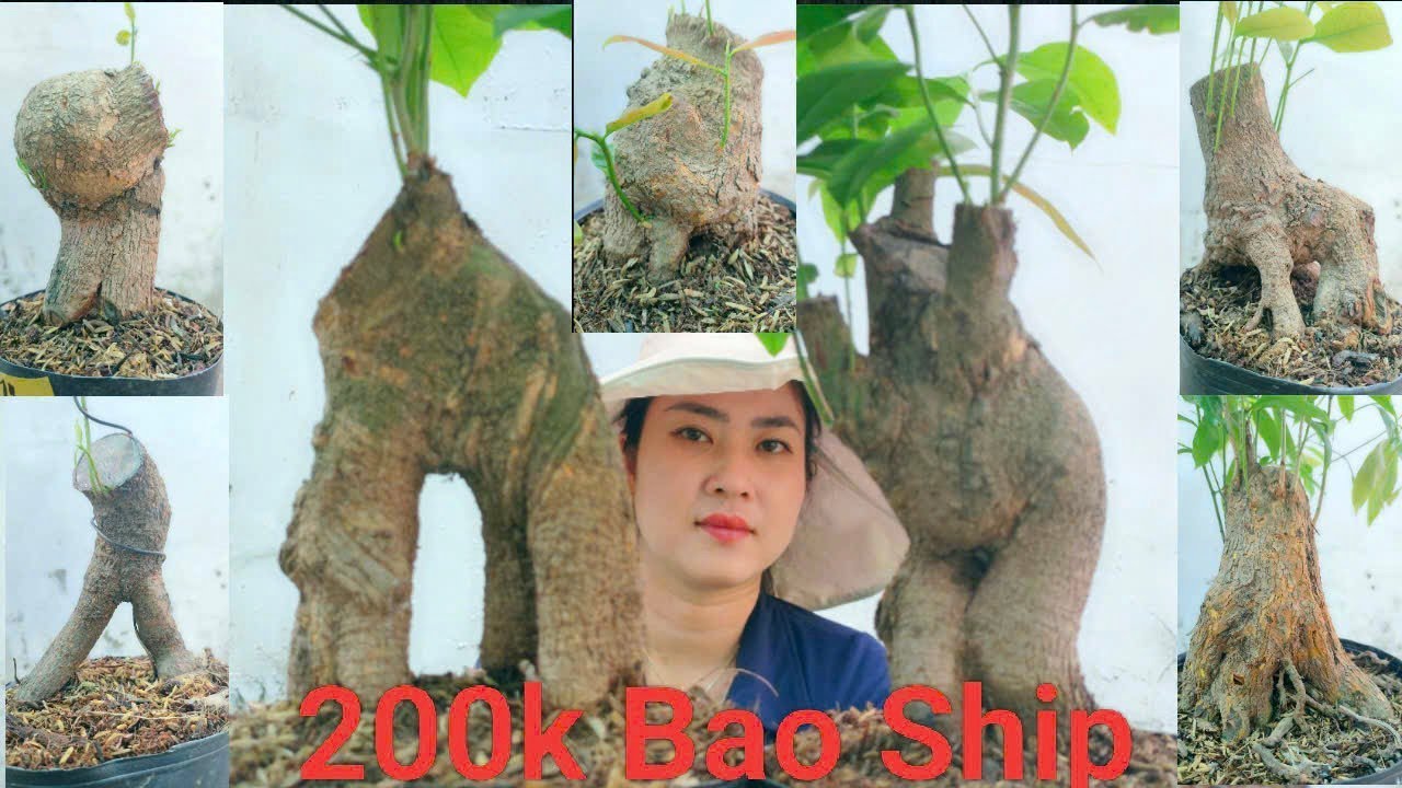 (Mỹ Châu #zalo_0944383255)#Mai xù & mai Bonsai thuần chậu nhiều thế GL 11/3/26 ĐC:P.Bình Thủy,CT