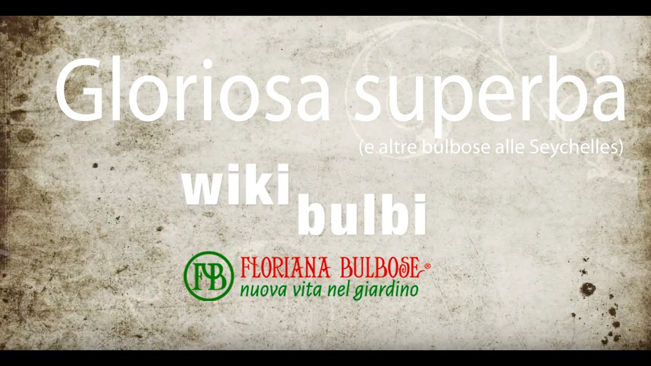 wikibulbi - Gloriosa superba (e altre bulbose alle Seychelles)