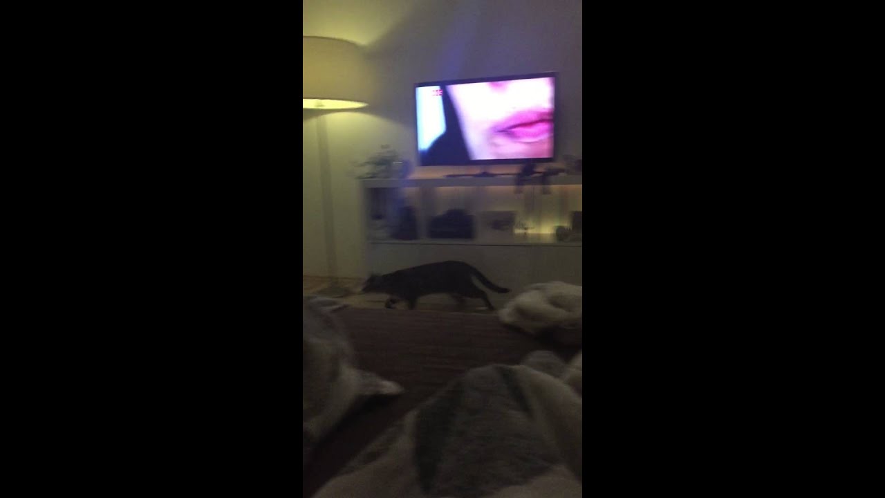 Mini the Bengal cat prank
