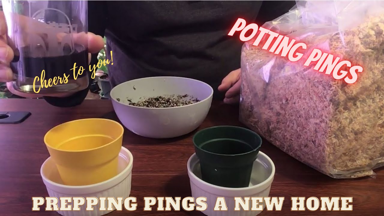 Potting Pings | How To Pot Your Carnivorous Plants | Pinguicula's aka Butterworts