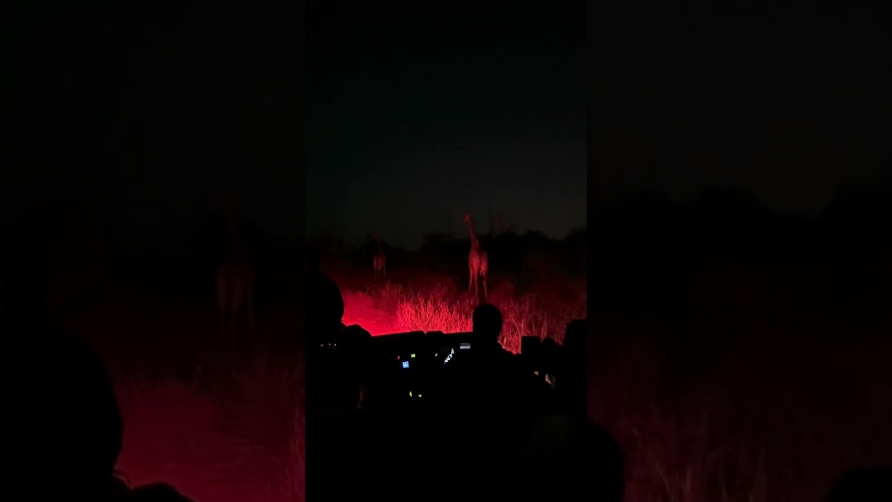 Night Game Drive with Simbambili Game Lodge a Thornybush Safari. Fascinating! #simbambiligamelodge