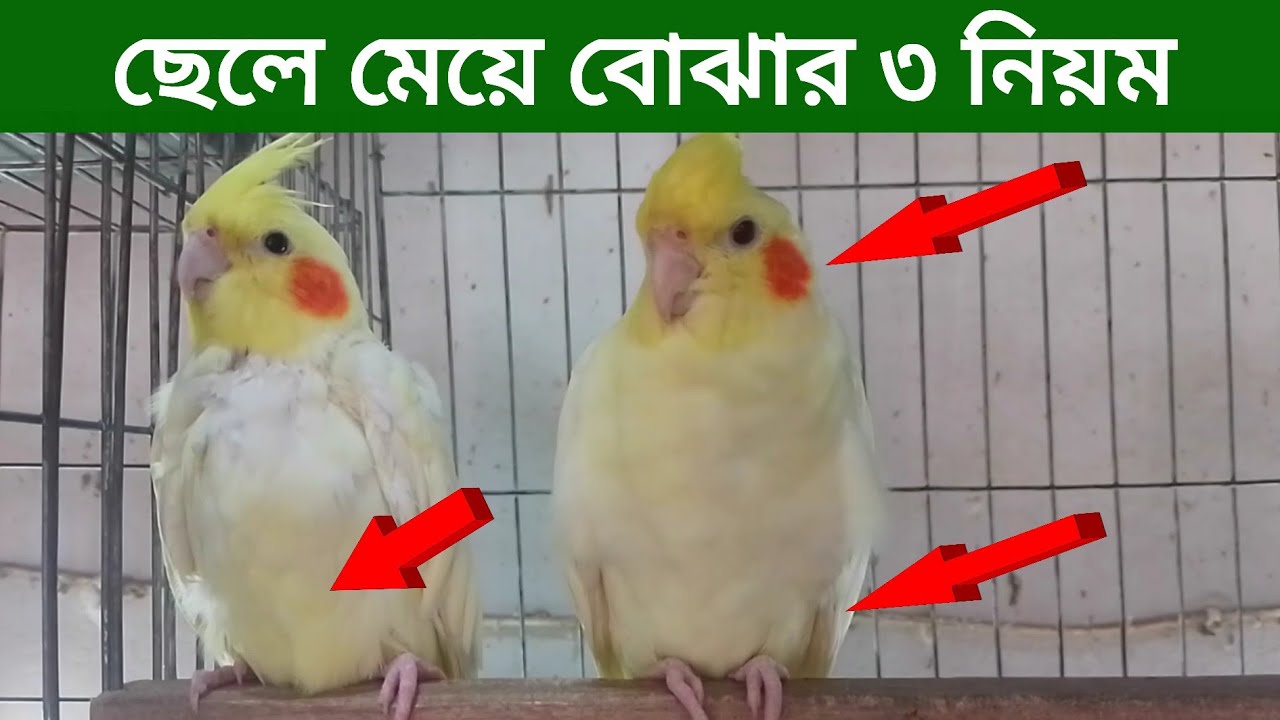 ককাটেল পাখির মেল ফিমেল চেনার উপায় | Cocktail Pakhir Male Female chenar upay