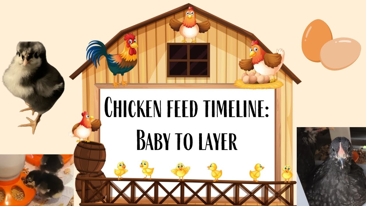Chicken feed timeline: baby to layer