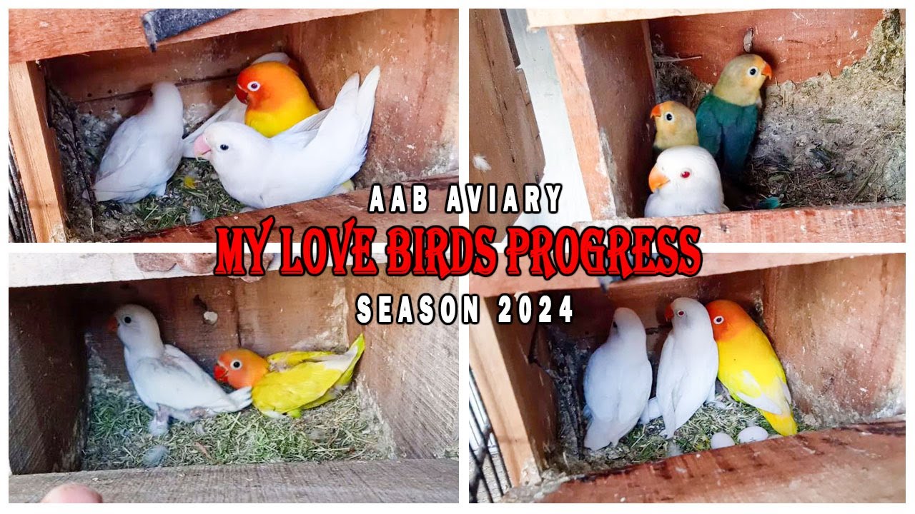 MY LOVE BIRDS BREEDING PROGRESS | ALBINO RED EYE | LOTINO SPLIT BLUE | PARBLUE |AA BIRDS INFORMATION