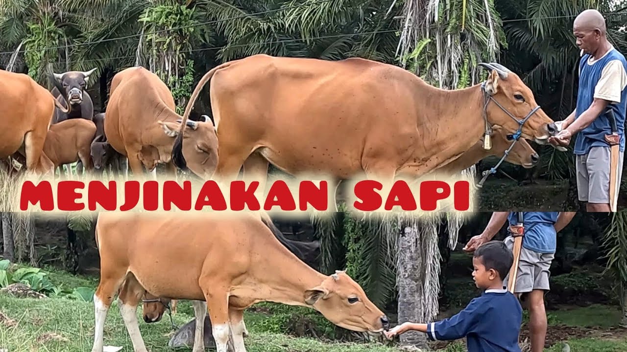 PAWANG SAPI MEMBERI MAKAN SAPINYA DENGAN GARAM, AREA PERKEBUNAN SAWIT