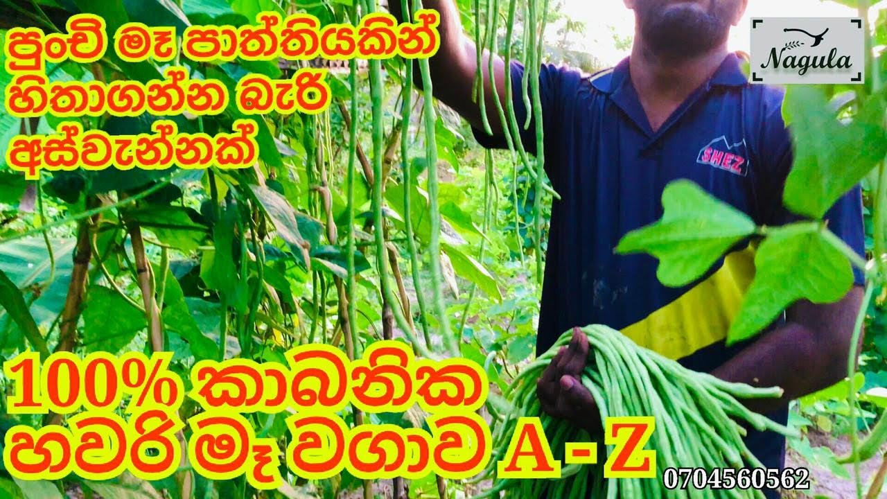 පොඩි ඉඩකින් ලොකු අස්වැන්නක් ගන්න හවරි මෑ වවමු.How to growing long beans
