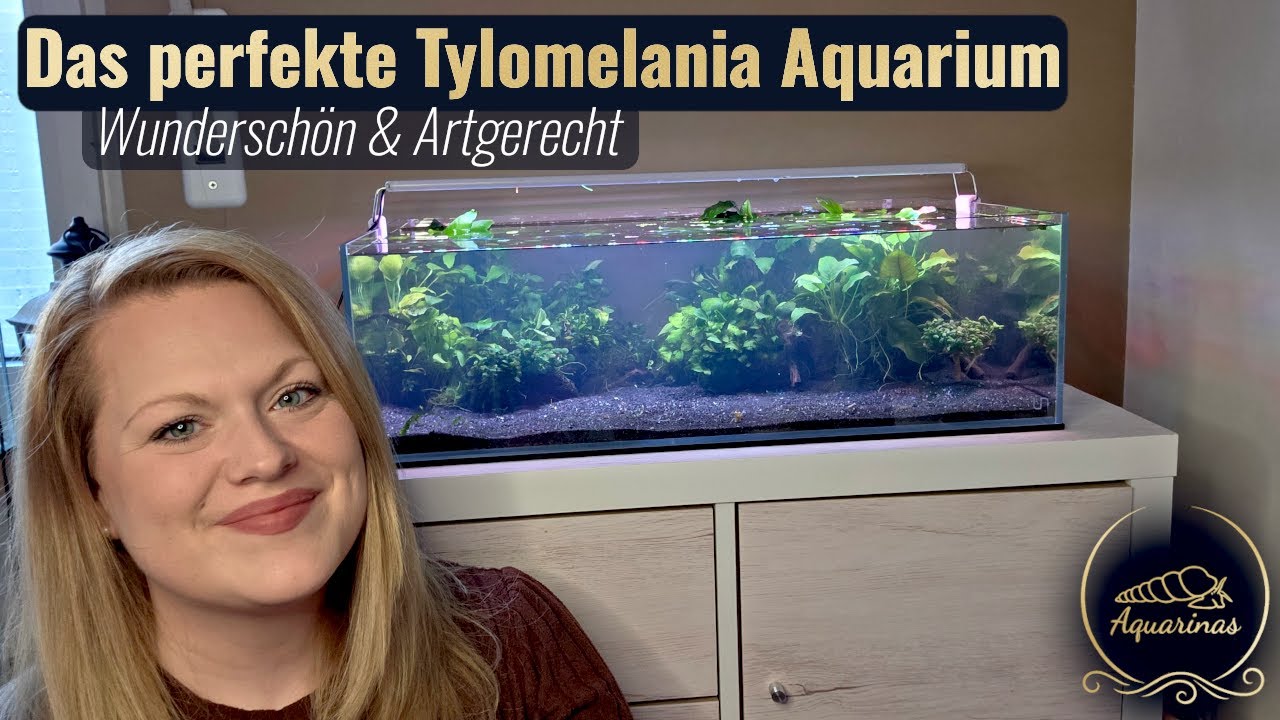 Das perfekte Aquarium für Tylomelania 🥰 | Wunderschön & Artgerecht