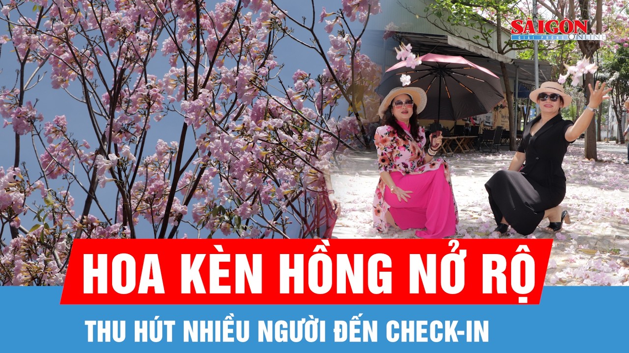 Hoa k&egrave;n hồng nở rộ, thu h&uacute;t nhiều bạn trẻ v&agrave; du kh&aacute;ch check-in