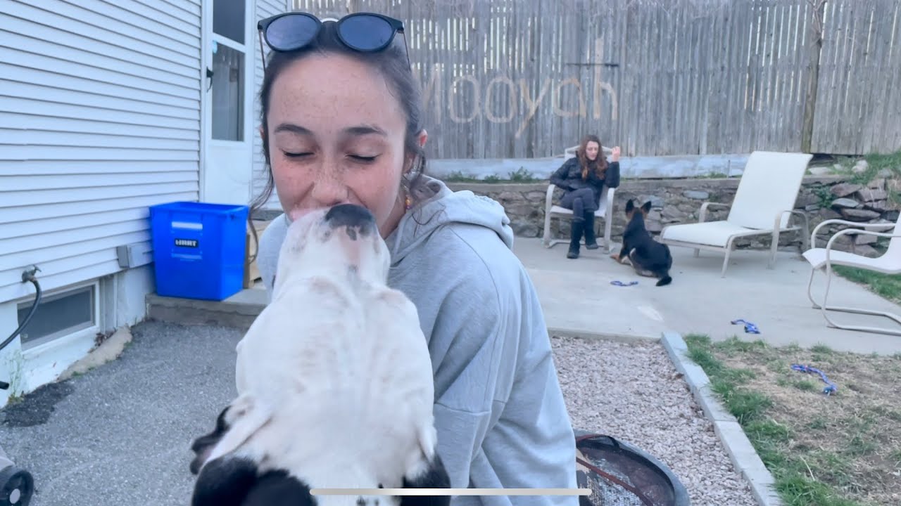 Pitbull loves pretty girl and greets her with kisses after missing her for a whole year