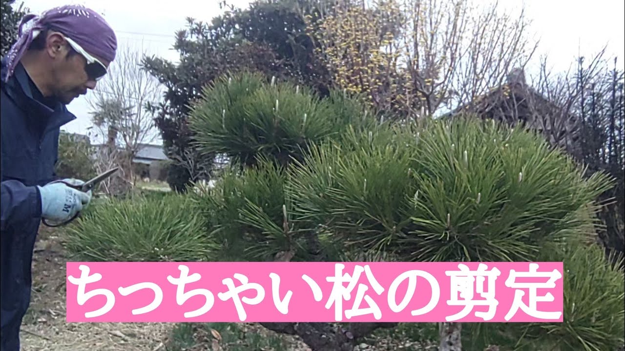 ちっちゃい松剪定