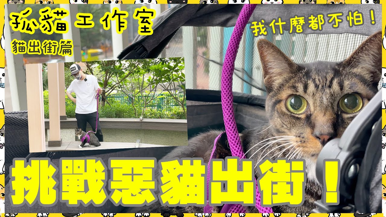 【孤貓工作室】之貓出街篇－挑戰惡貓出街！見到狗有什麼反應？