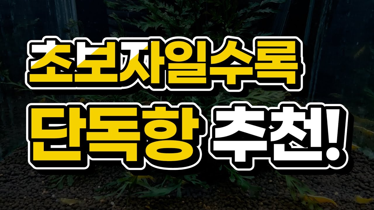 초보자들이 물생활을 접게되는 결정적인 이유｜골든백 새우 단독항 소개