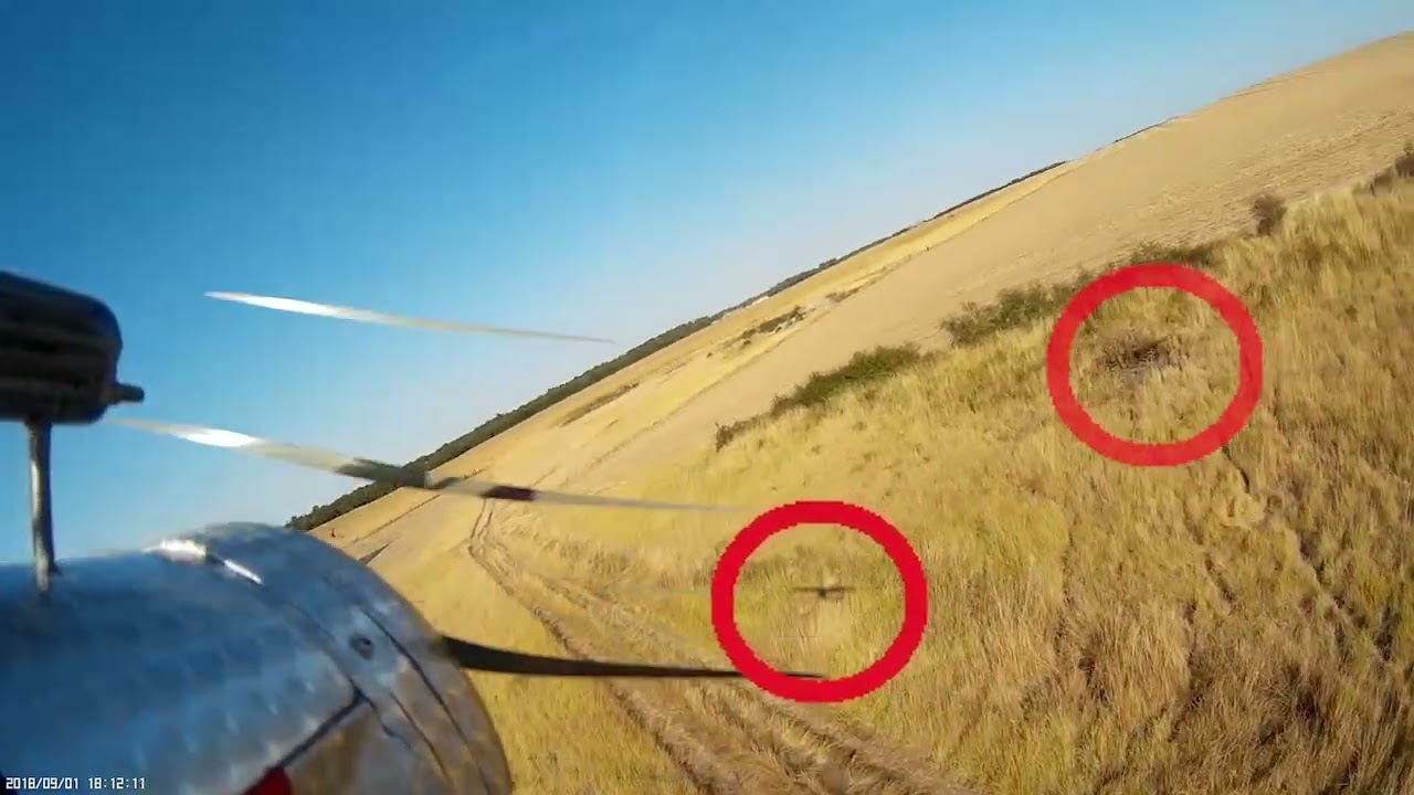 A la poursuite du Piaf ! attention aux Yeux ! video CMAM