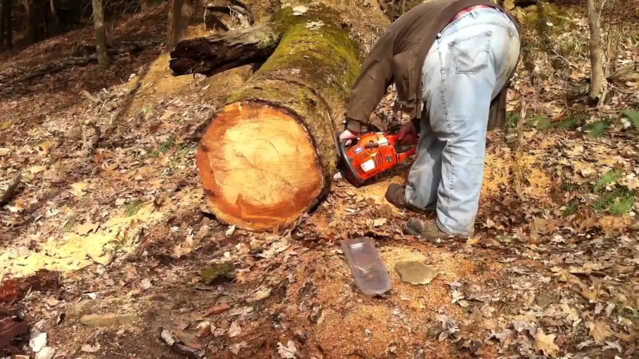 Who says a 455 rancher can't cut big timber