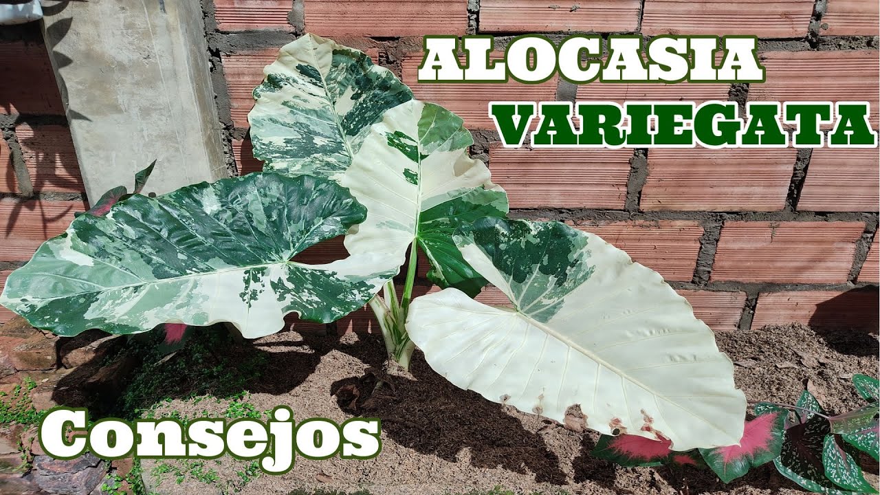 🍃Como CUIDAR ALOCASIA OREJA de ELEFANTE VARIEGADA ❤️/ ALOCASIA VARIEGADA / OREJA de ELEFANTE 🌼