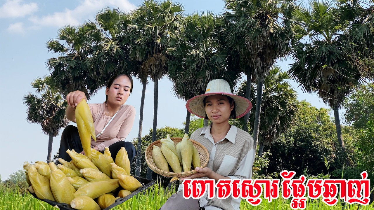 ពោតស្ងោរៗ​ ពោតស្ងោរផ្អែមឆ្ងាញ់​ ទេសភាពស្រុកស្រែ