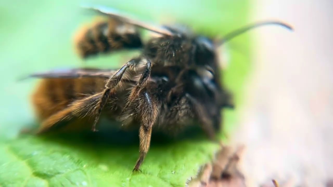 Mason Bees mating on our garden