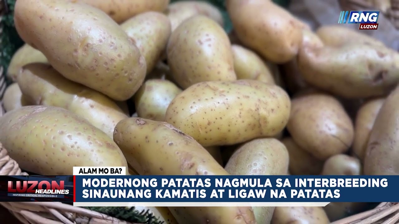 Modernong patatas nagmula sa interbreeding sinaunang kamatis at ligaw na patatas | Alam Mo Ba?