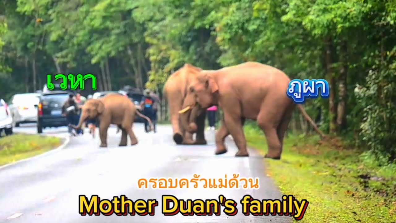 Ep 512ใกล้ครบ 2 ปี ภูผามาหาน้องเวหา#เขาใหญ่#elephant #wildlife #ช้าง #nature