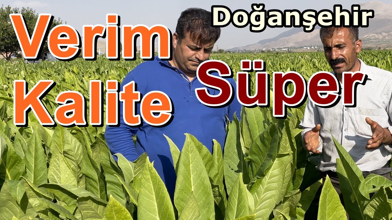 Tütün Gübreleme - Kök Ve Yaprak Kalınlığını Artırmak- Tütün Boğ Otu - Yaprak Pası - Tütün Fiyatları