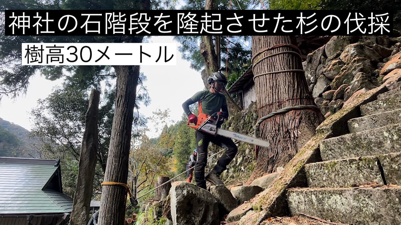 【神社の石階段を隆起させた杉の伐採】特殊伐採 tree removal