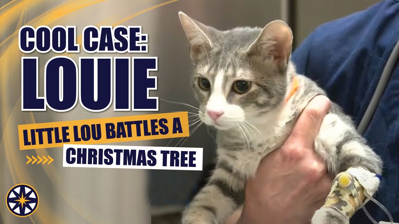 NorthStar VETS Cool Case Louie