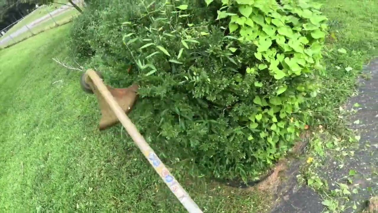 This YARD has not been CUT in TWO MONTHS! BREATHTAKING Transformation 