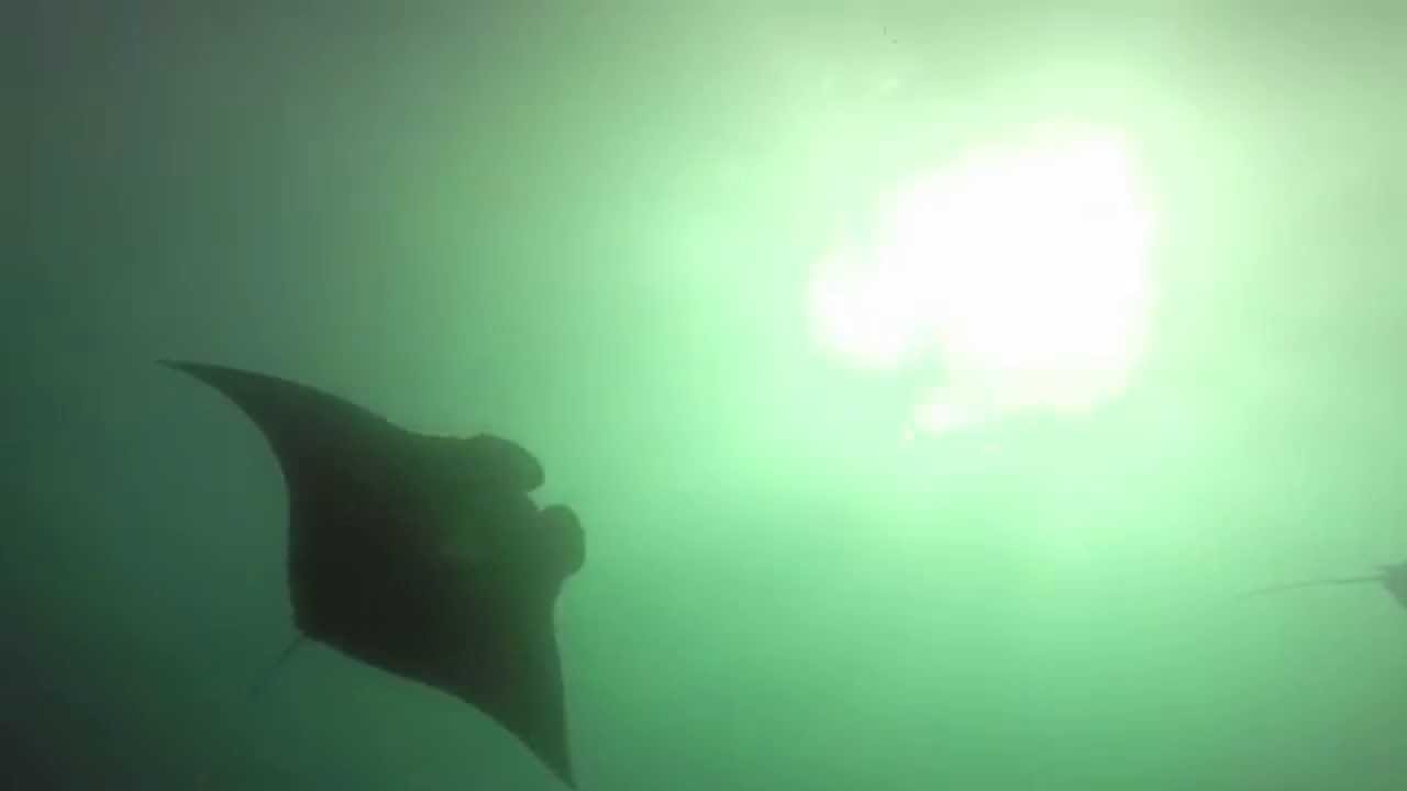Manta Rays in Raja Ampat - Best of. HD
