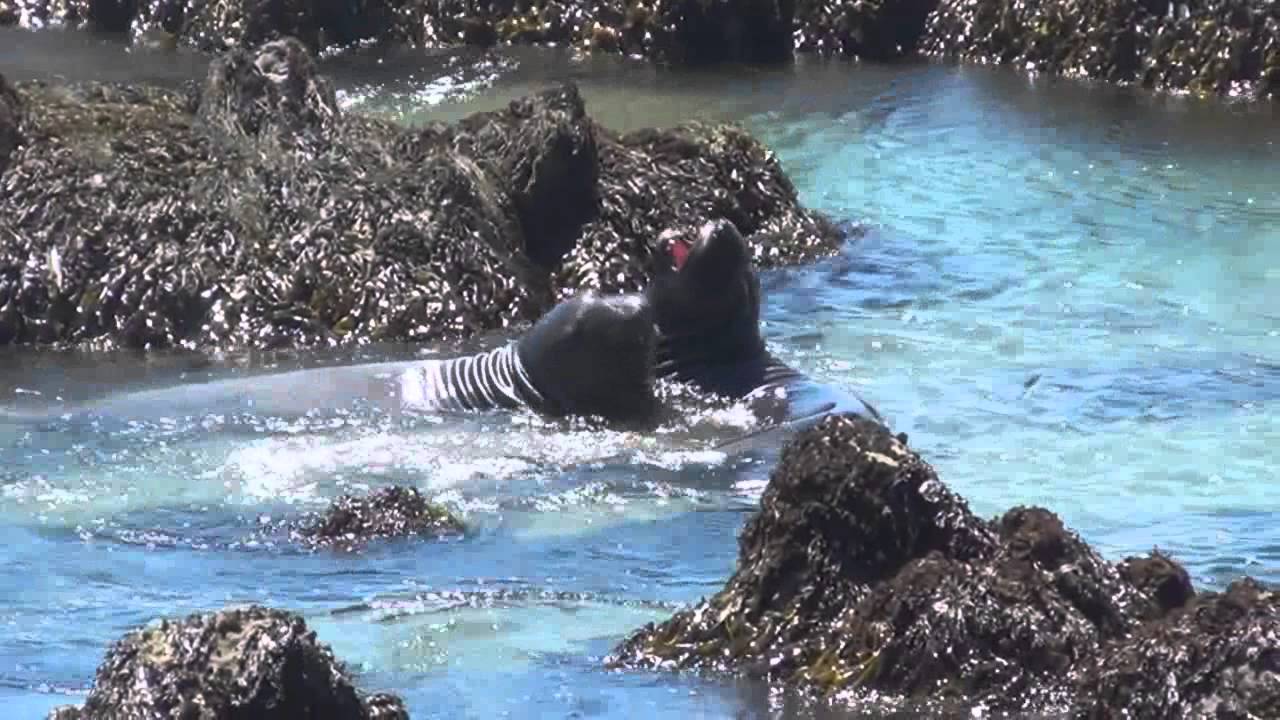 Elephant Seals Fighting