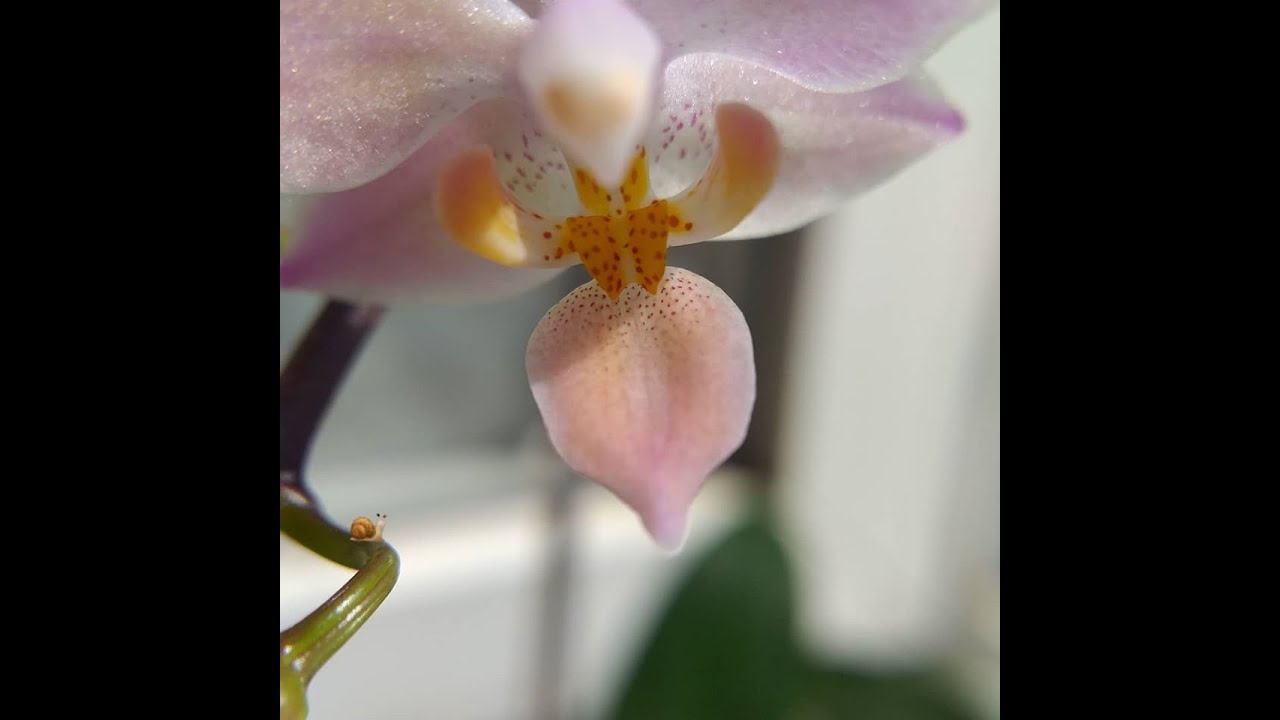 Разрешилась загадка с ph. equestris 'Orange' и ph. equestris 'Red'