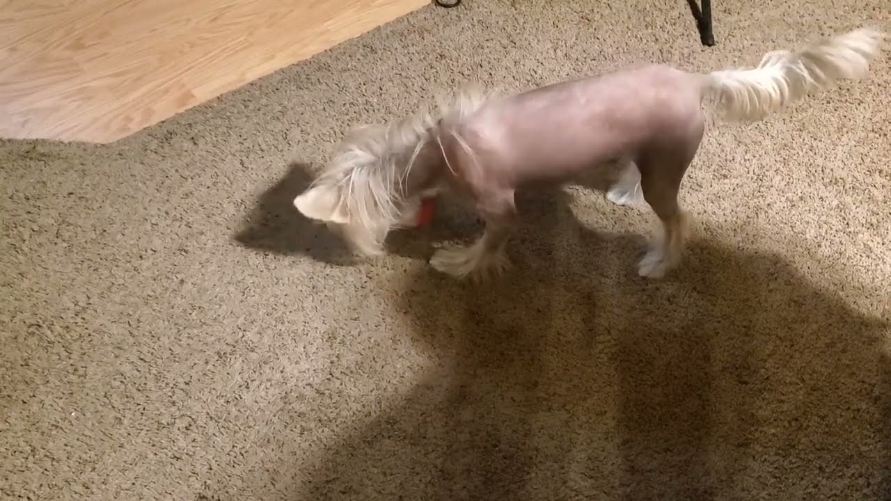Kenji Plays: vicious shake attacks