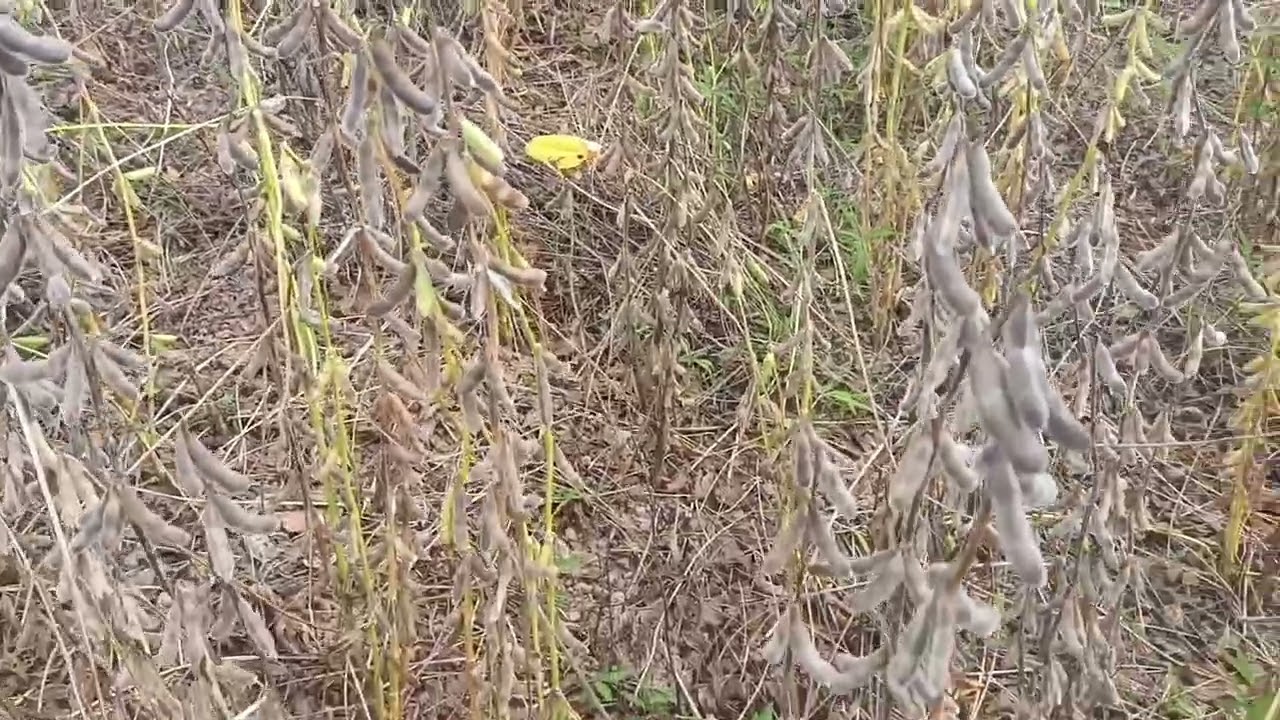 Fim do ciclo dá soja bora colher 🥄🌱🌱🚜