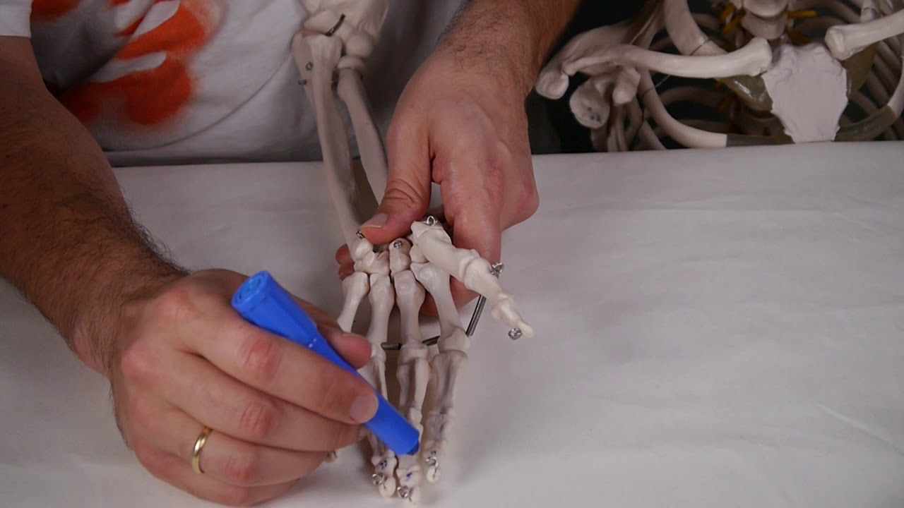 MÚSCULO FLEXOR PROFUNDO DE LOS DEDOS