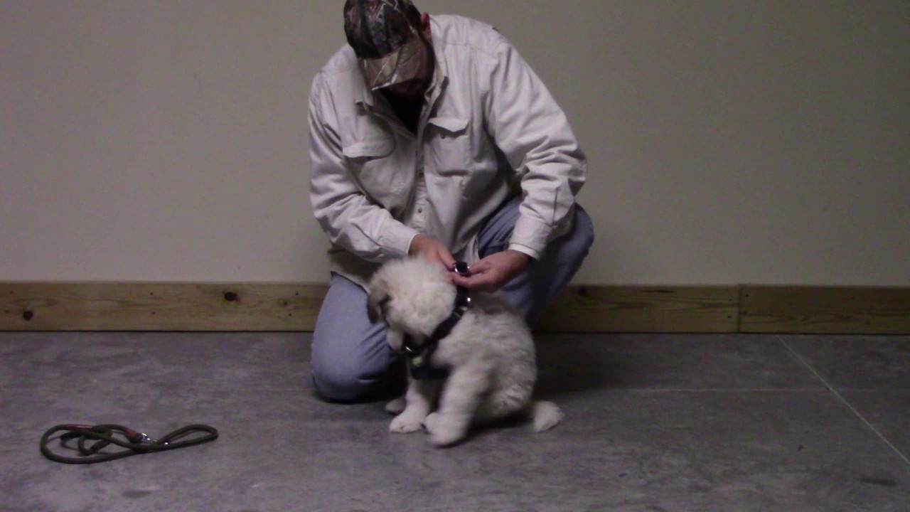Introducing a harness and leash to Great Pyrenees puppy