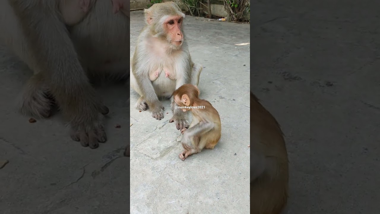 poor baby emma | mama stolen her food 😭 #shorts #pet #monkey #mother