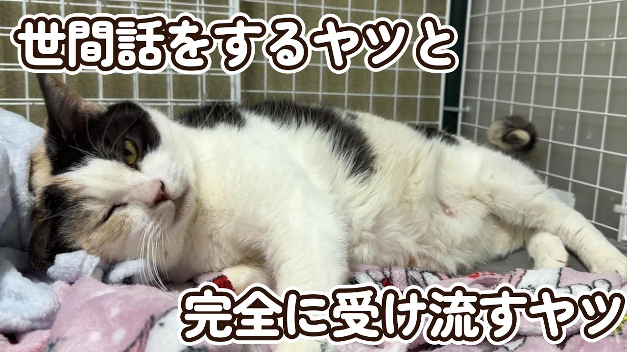 【迷コンビ？？】世間話を完全に受け流すみーの助の流儀