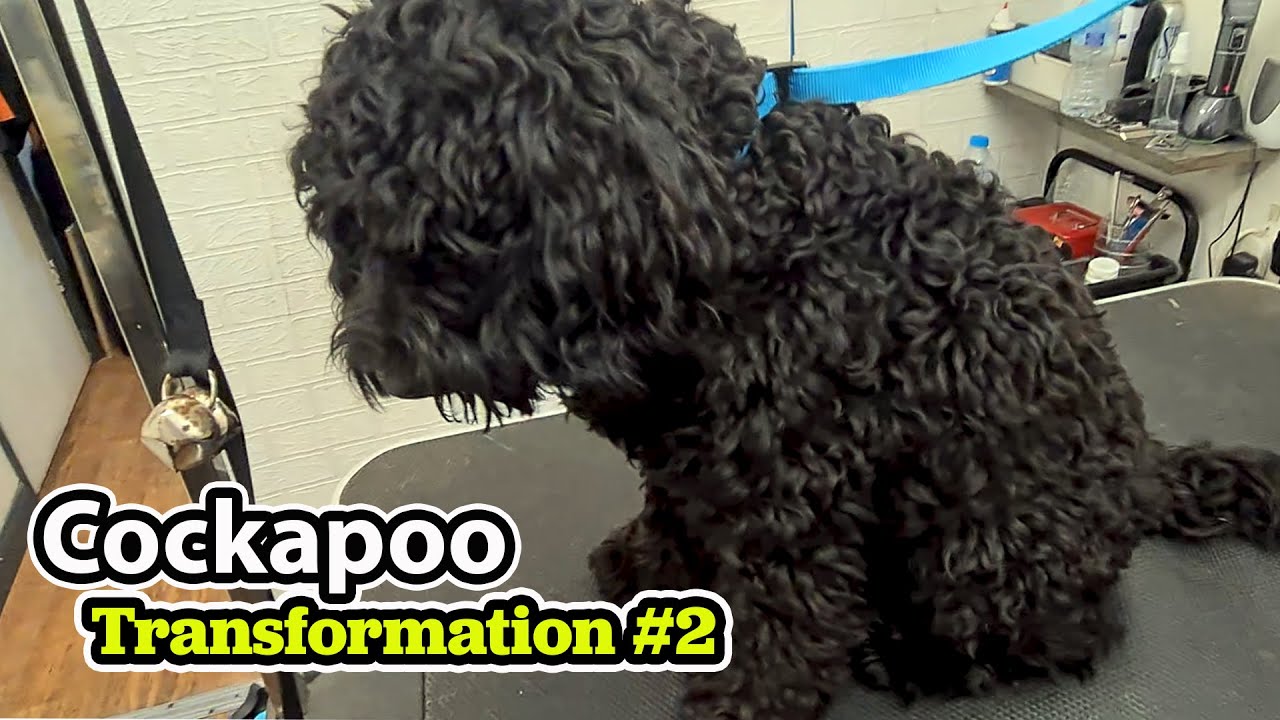 Cockapoo GROOMING Transformation #2