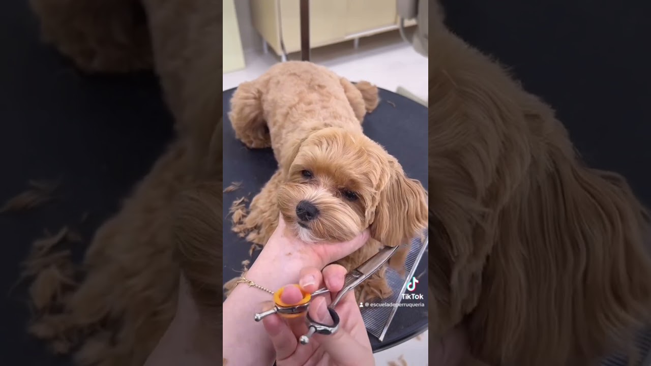 🐶✂️ Curso de Peluquer&iacute;a Canina 100% Online. 🥰 Creado especialmente para los amantes de los peludos