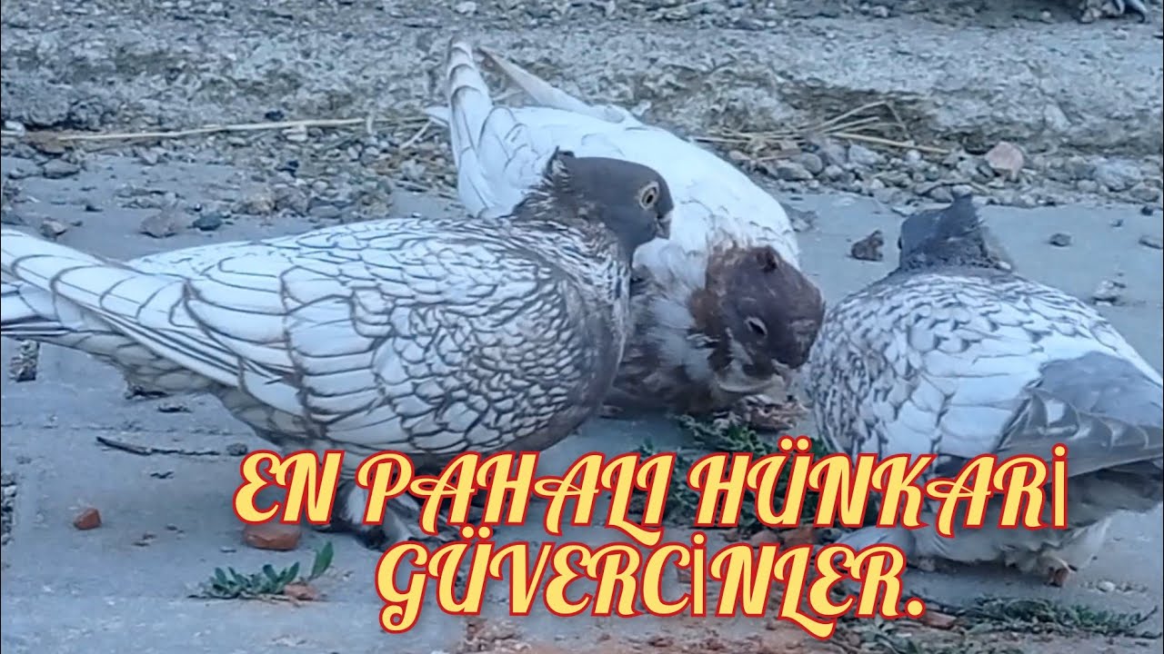 #hünkari EN PAHALI BOĞMA HÜNKARİ GÜVERCİN 🕊️ GÜVERCİN KÜMESİM.