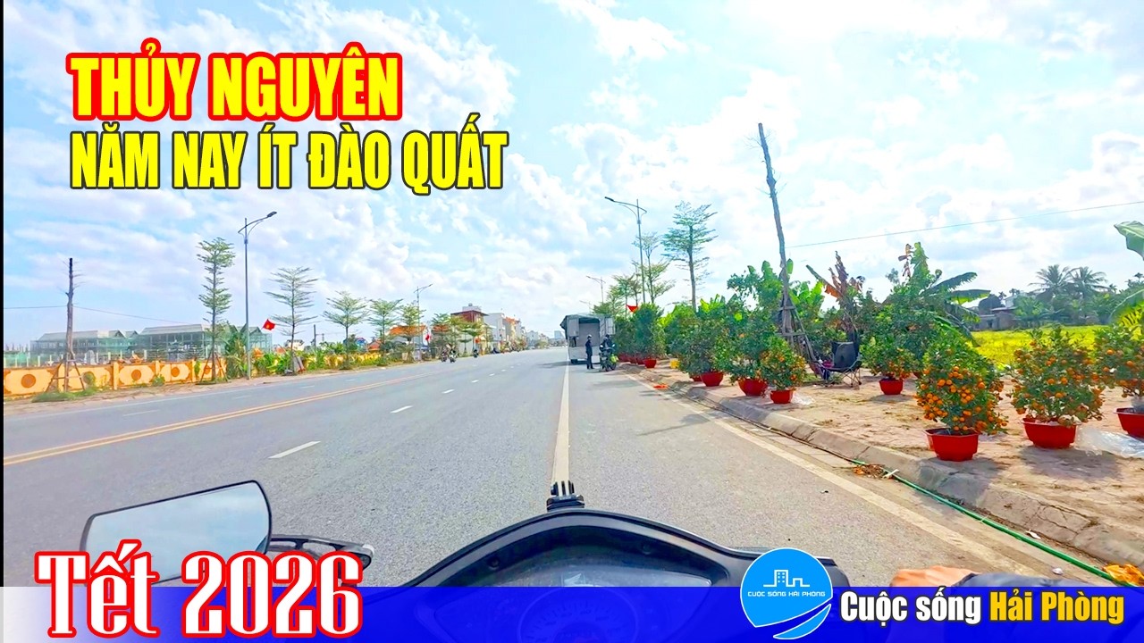 Ngày 28 Tết bên Thủy Nguyên: năm nay rất ít đào quất